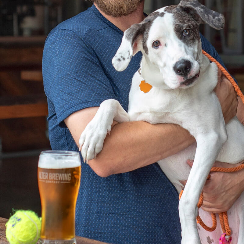 Dog Days promo picture with puppy and beer